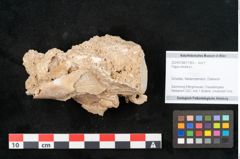 Foto (Objekt + Etikett) von Fagus silvatica L. (NHMW-GEO-2024-0188-11363)